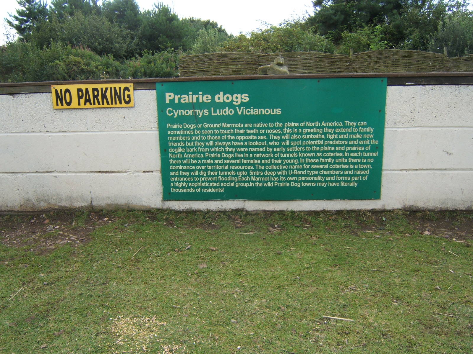 Didn`t know they could drive