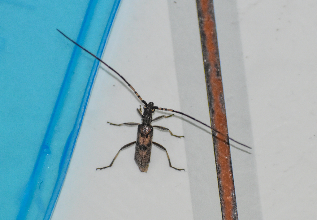 Didymocantha obliqua