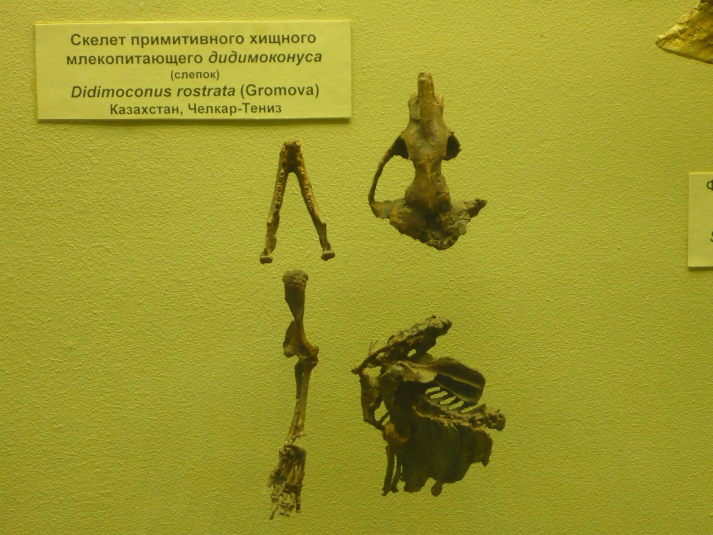 Didymoconus rostrata incomplete skeleton (cast)