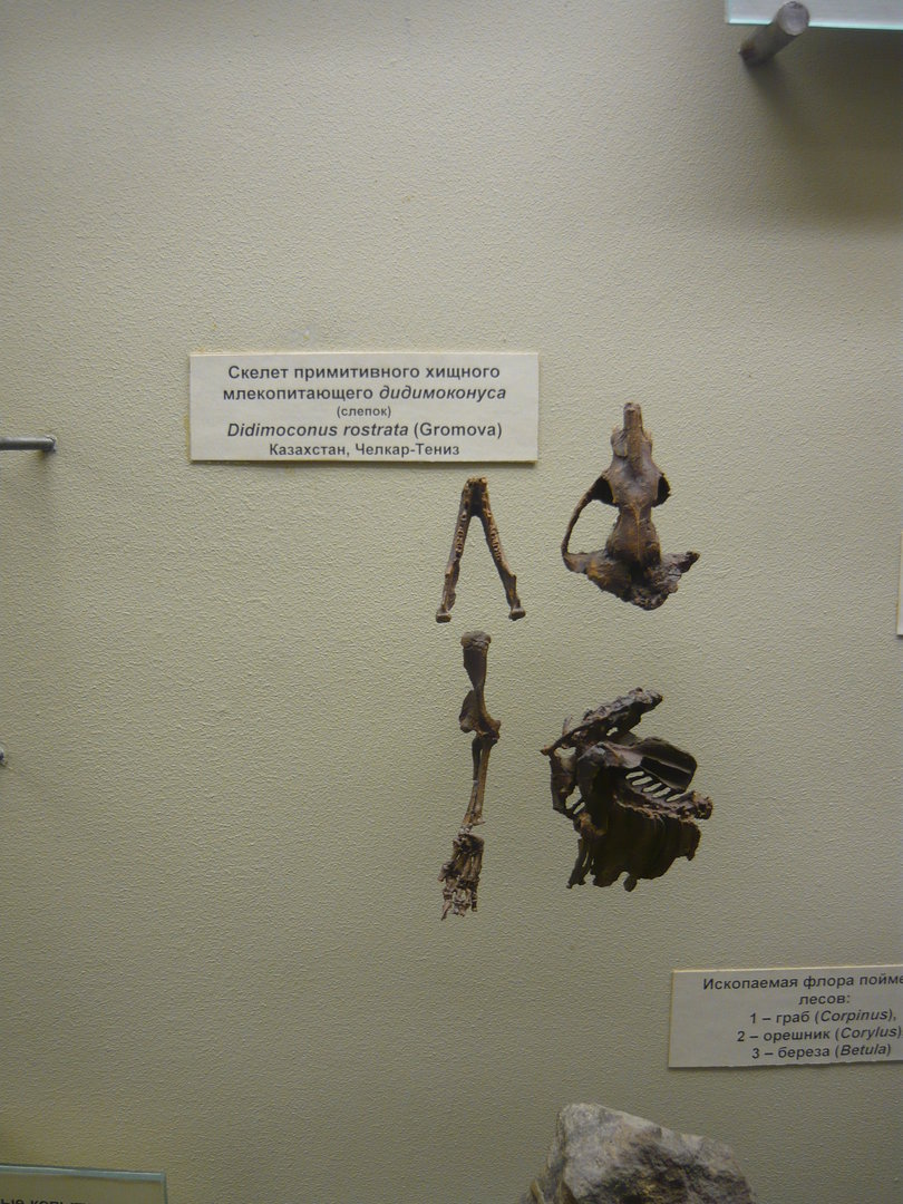 Didymoconus rostrata skeleton (cast)