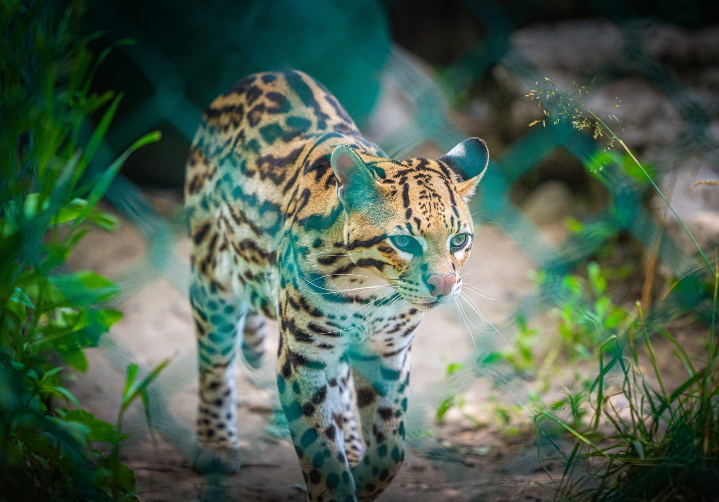 Diego Romeo the male Ocelot