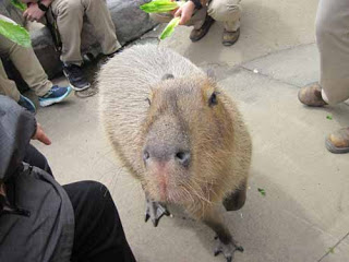 Diego the Capybara