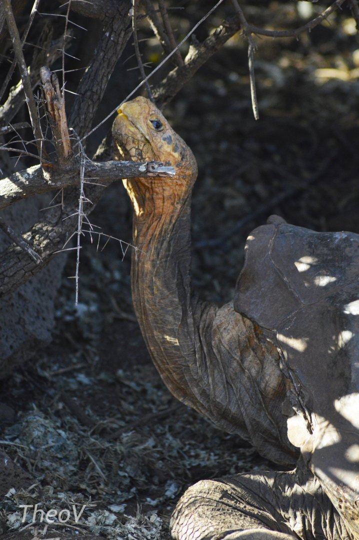 Diego, the famous Española Island giant tortoise [2019]