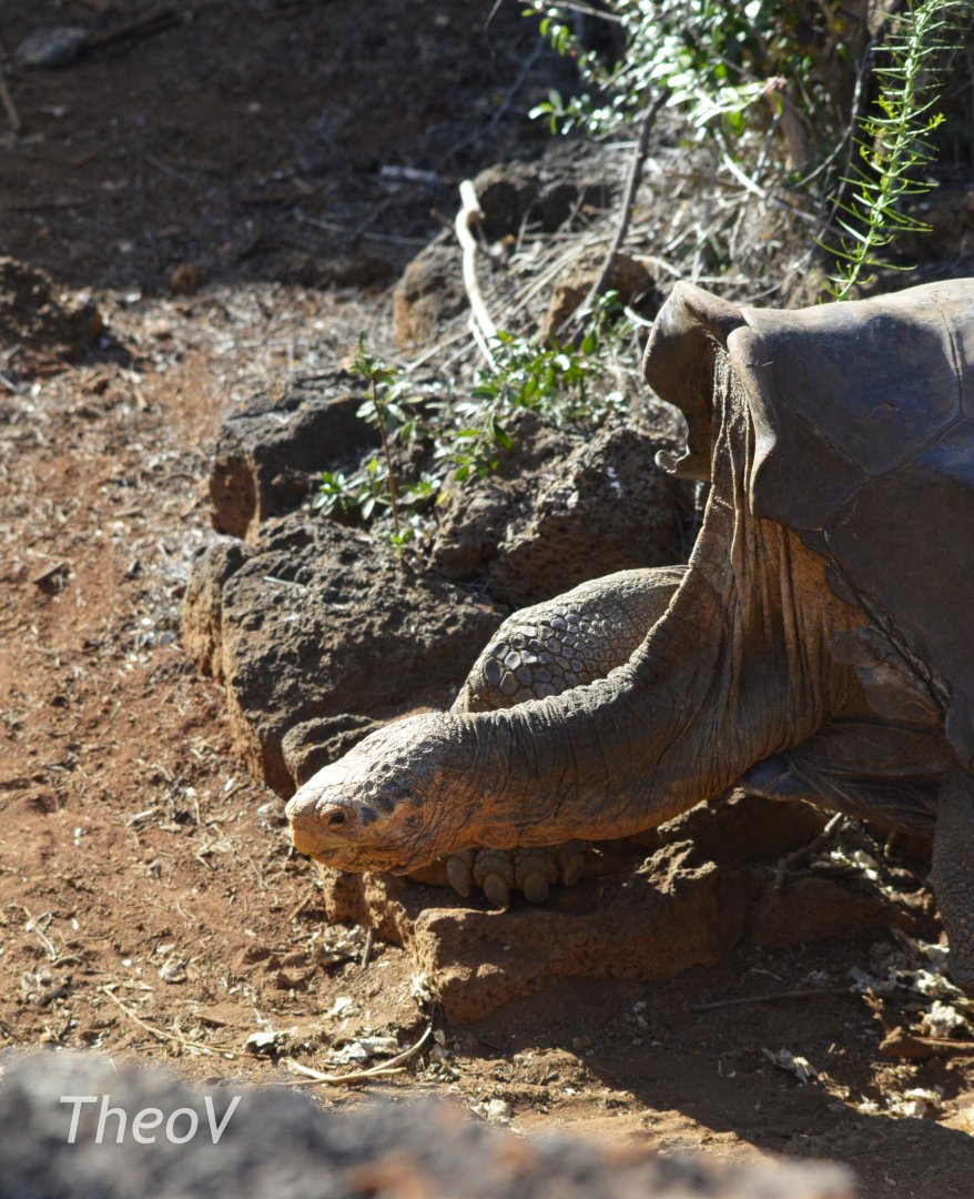 Diego, the famous Española Island giant tortoise [2019]