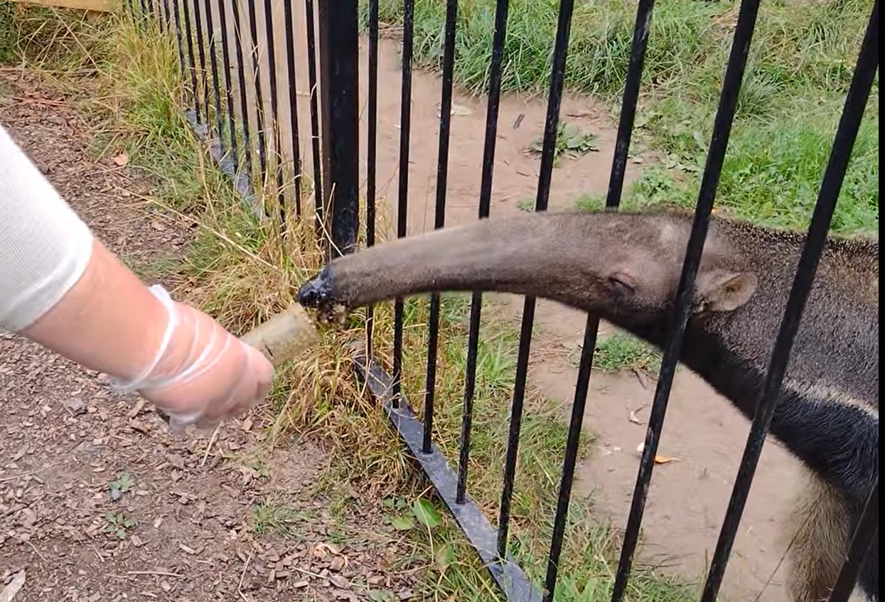 Diego The Giant Anteater, Wild Discovery, 2 August 2025