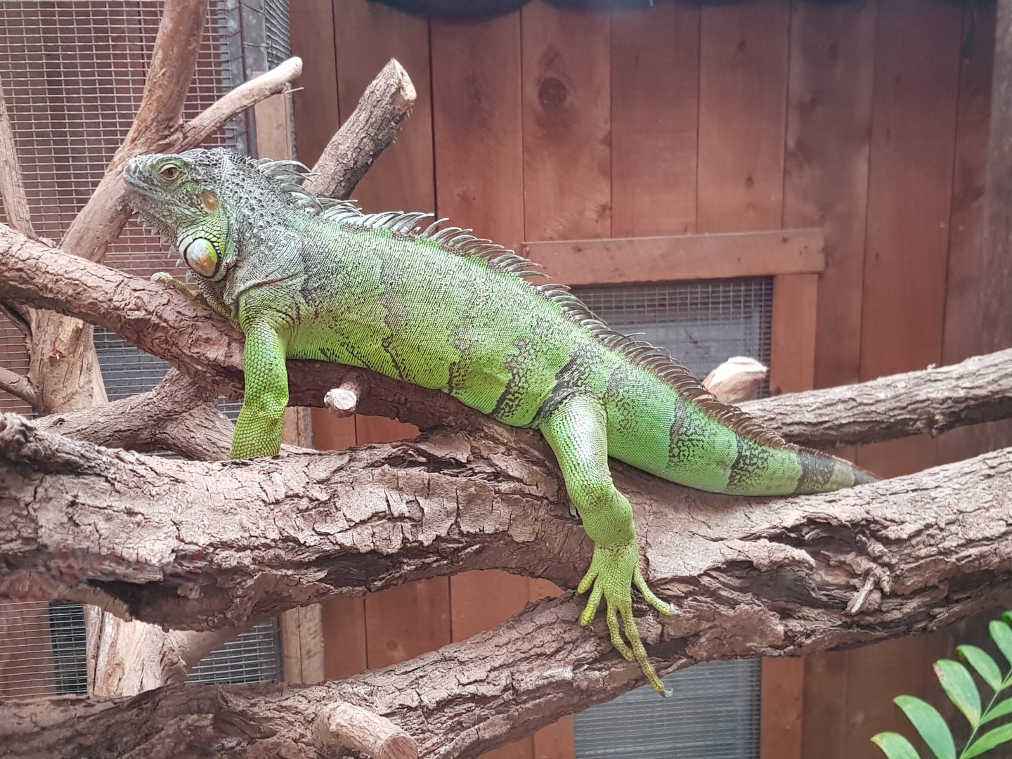 Diego the Green Iguana (Iguana iguana)