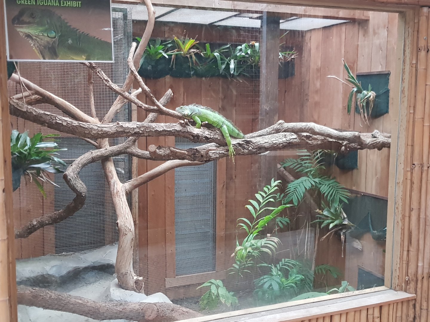 Diego the Green Iguana (Iguana iguana)