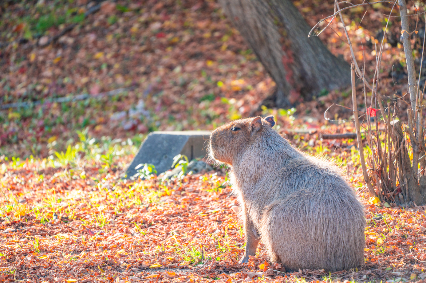 Diego the male Capybara