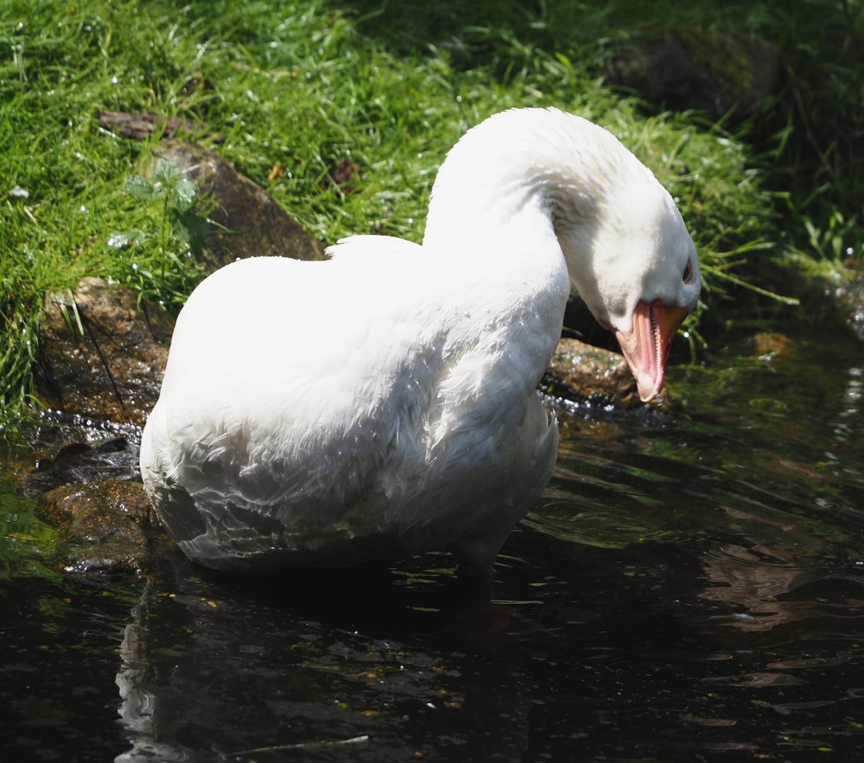 Diepholz gooose (Anser anser domesticus), 2024-05-21