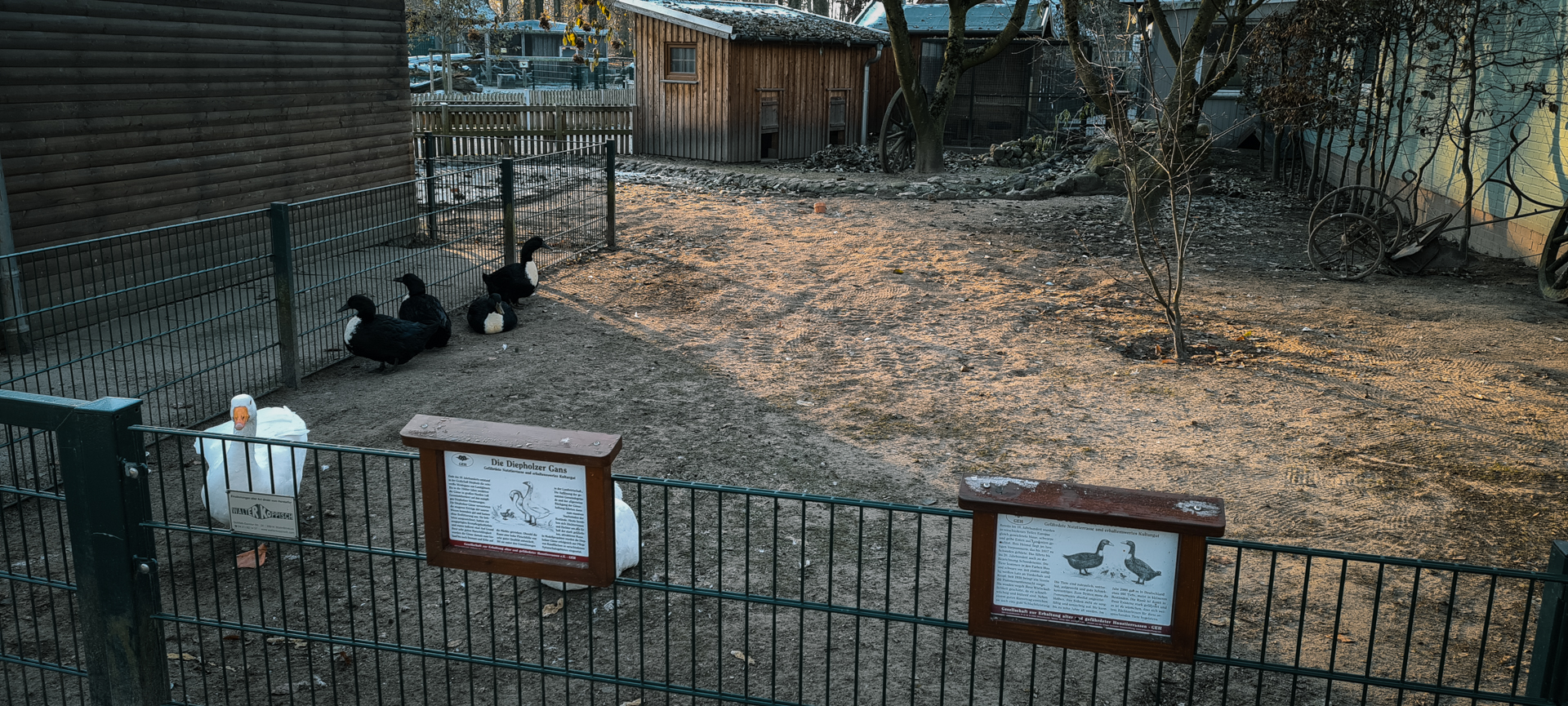 Diepholzer Goose, Pommernente