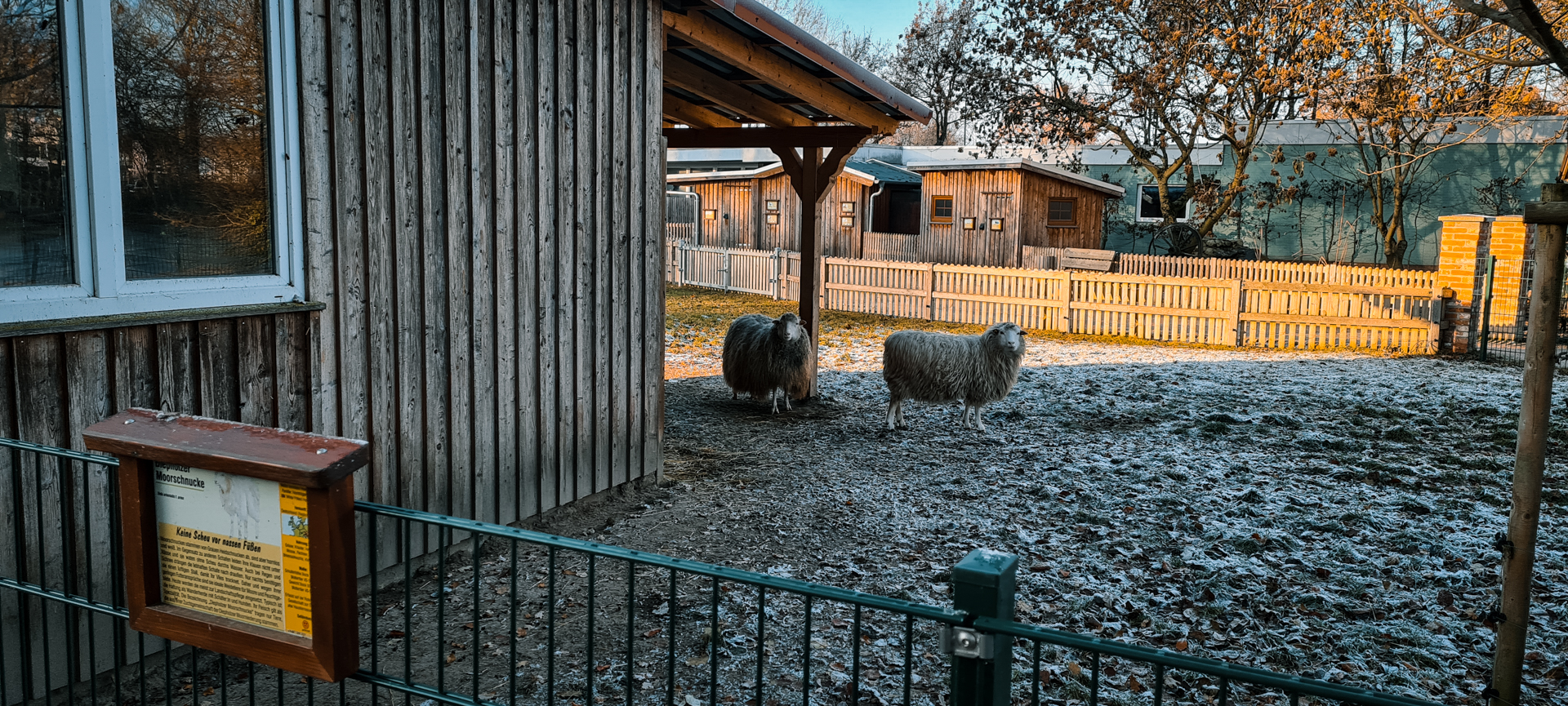 Diepholzer Moorschnucke, Goats