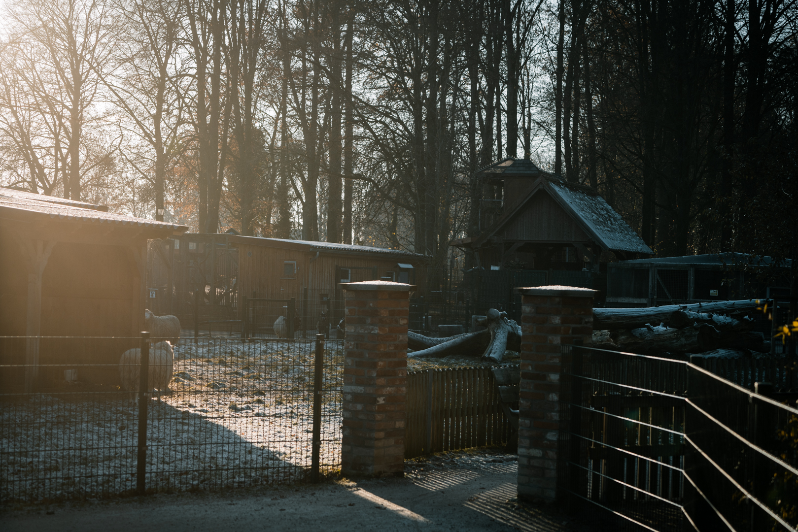 Diepholzer Moorschnucke, Goats