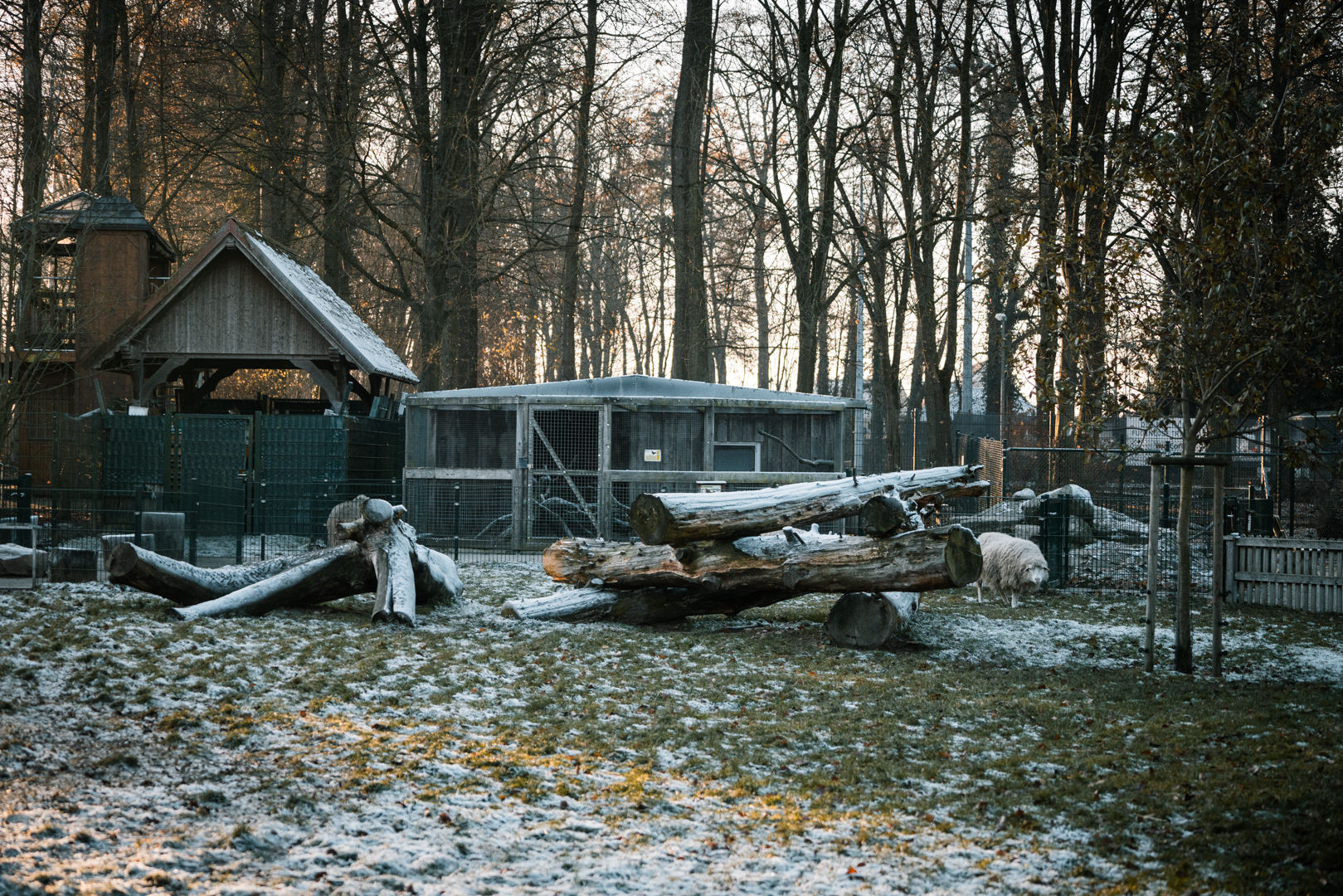 Diepholzer Moorschnucke, Goats