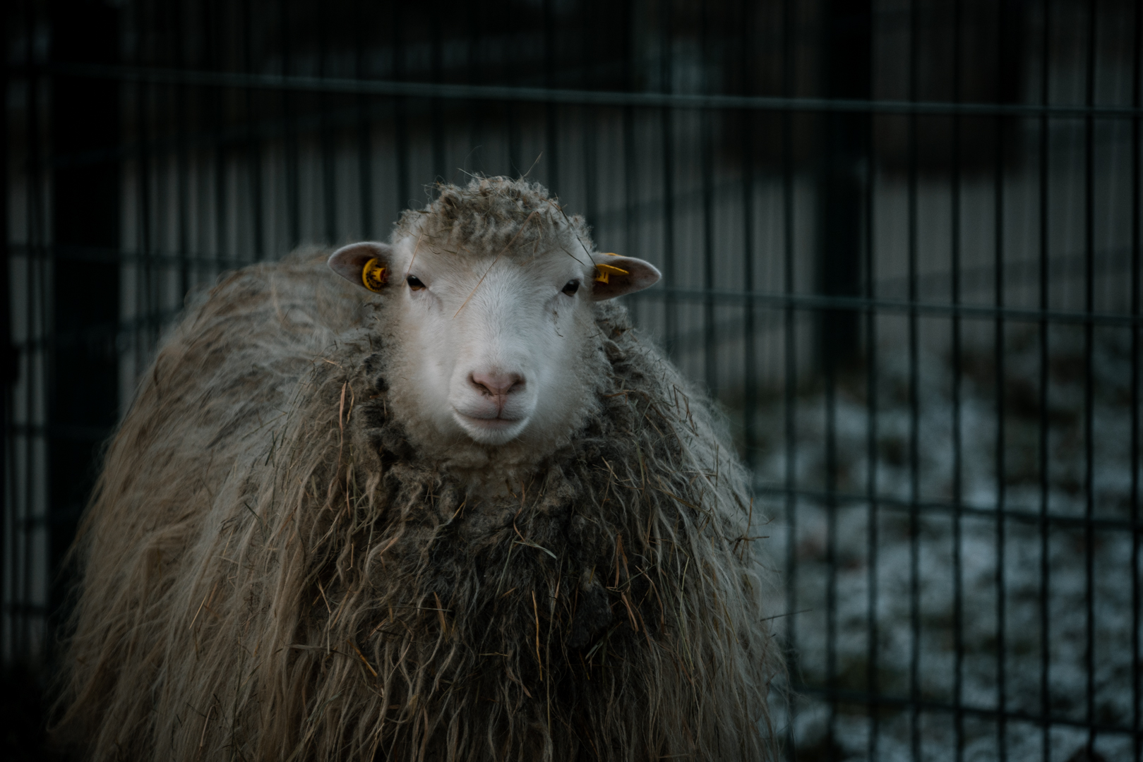 Diepholzer Moorschnucke