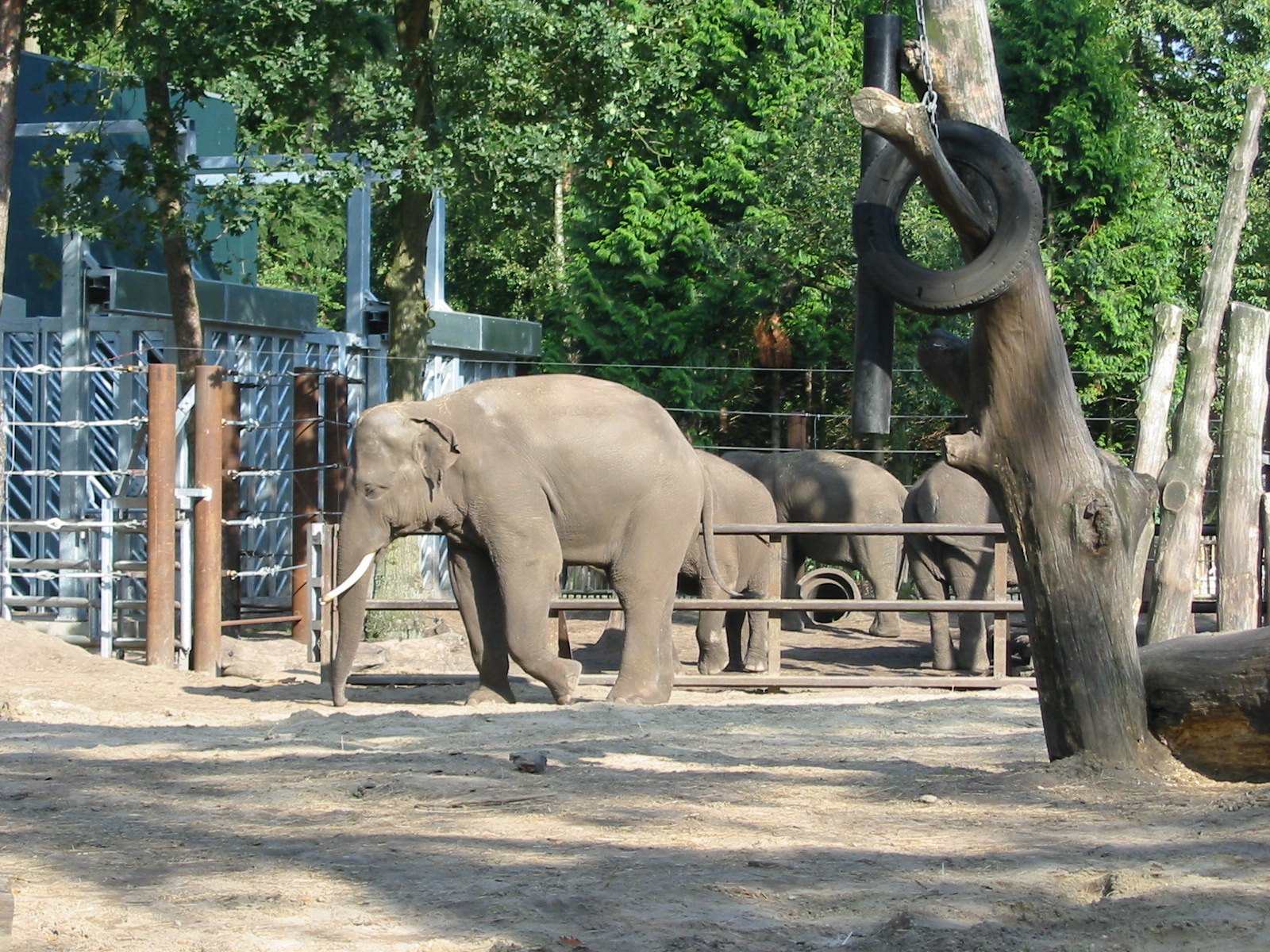 Dierenpark Amersfoort 2004 - Elephant exhibit