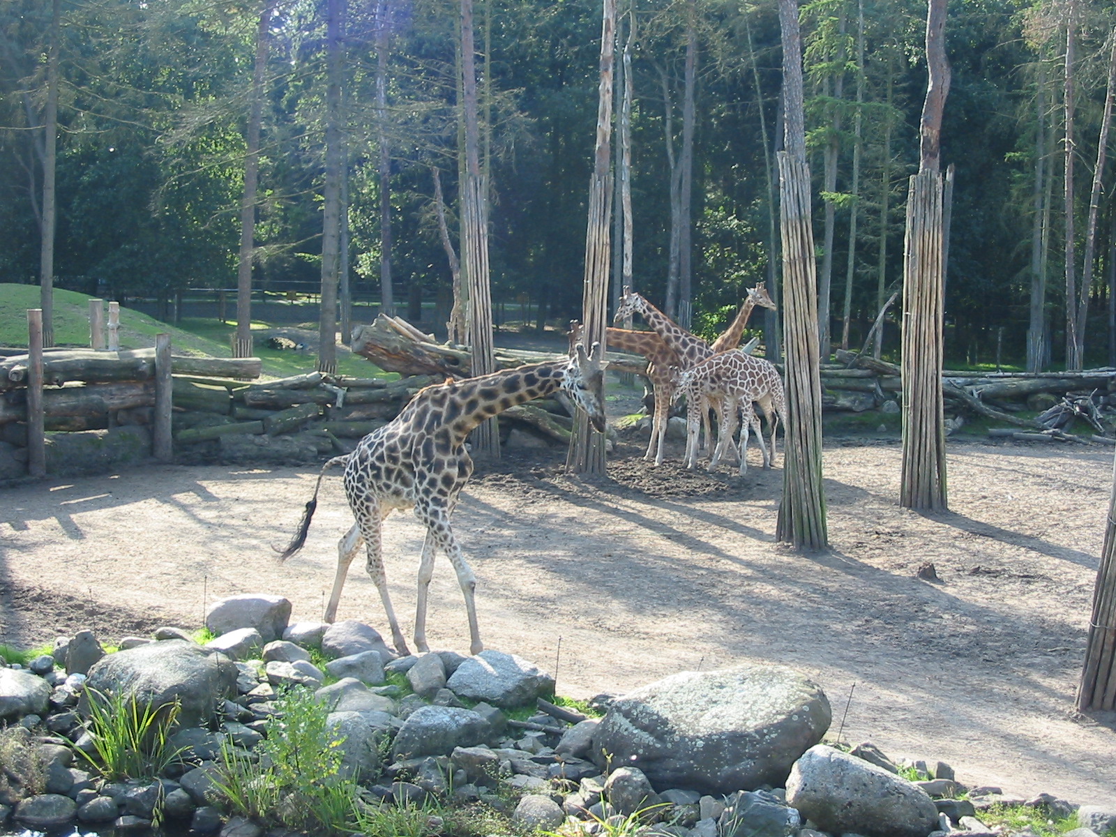 Dierenpark Amersfoort 2004 - Savannah and giraffes