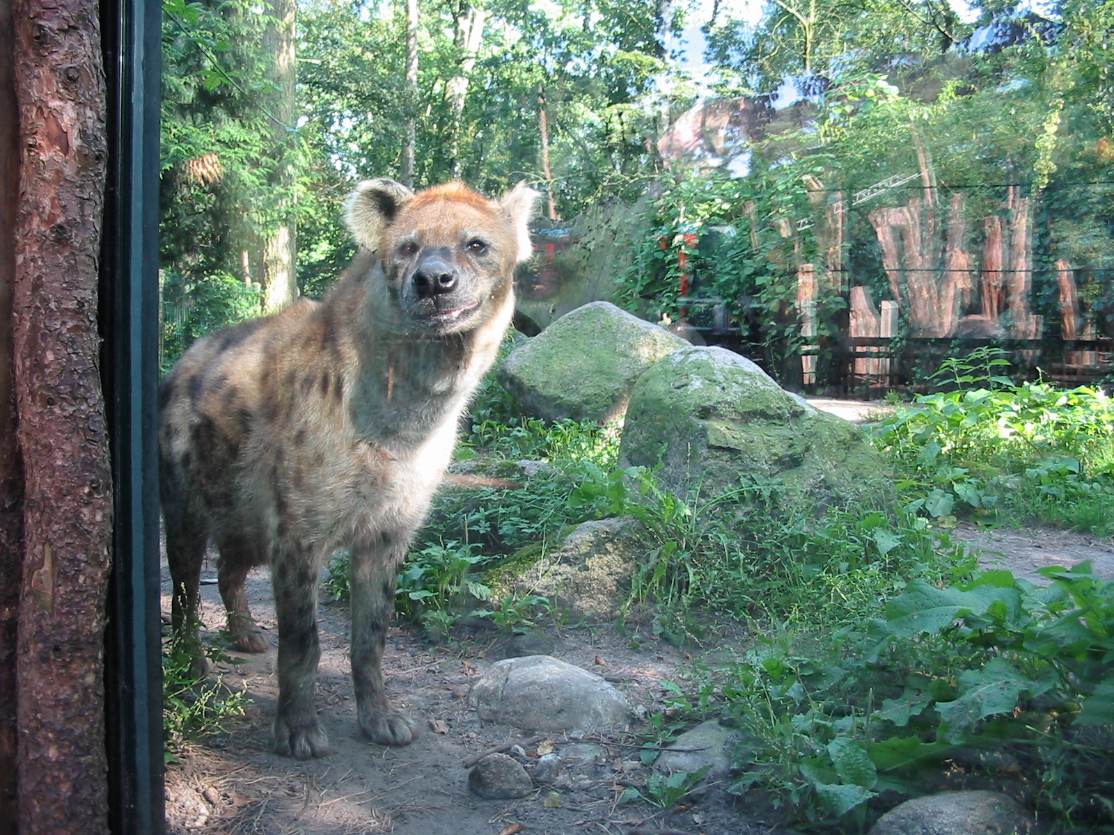 Dierenpark Amersfoort 2004 - Spotted Hyena