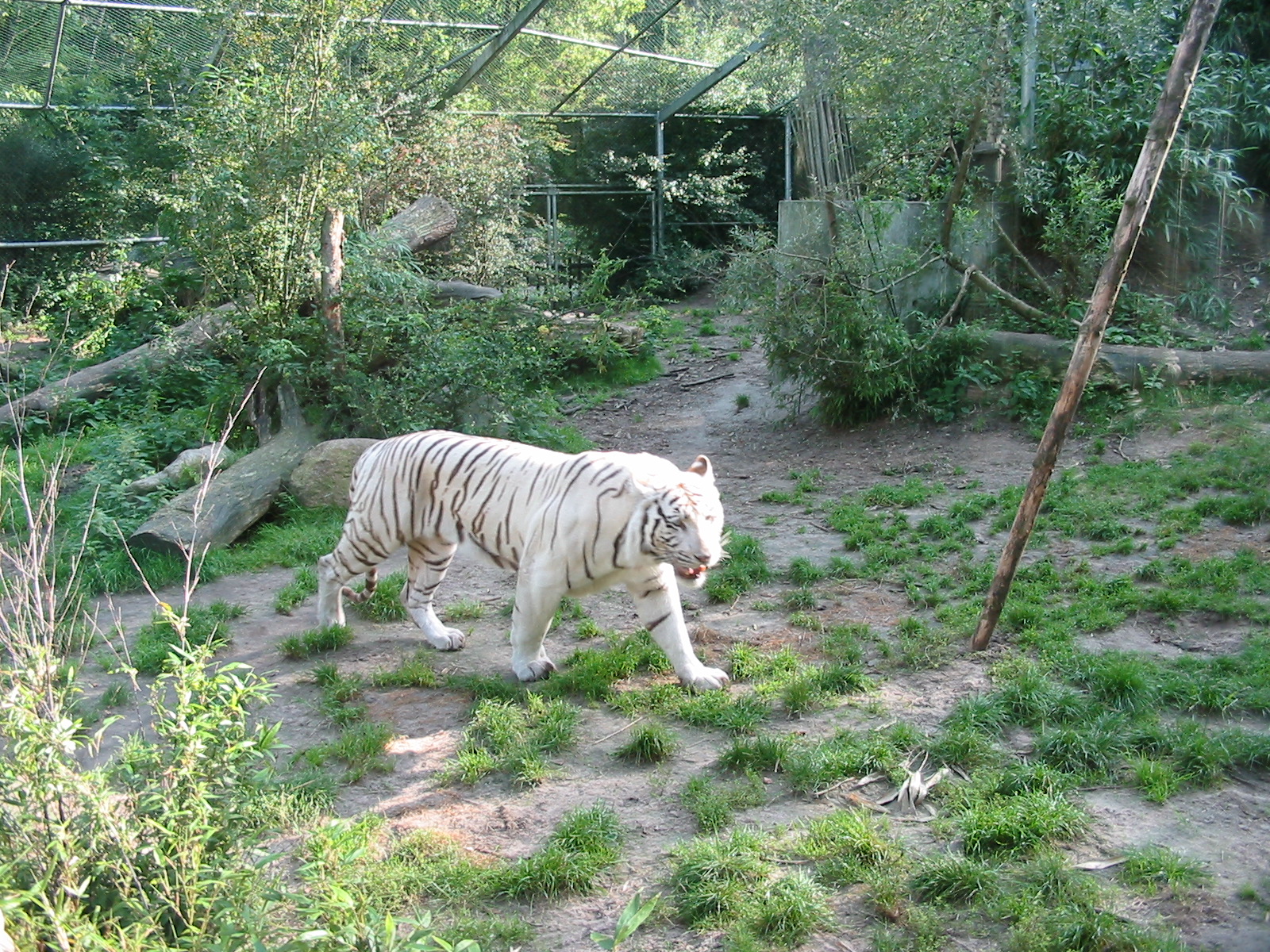 Dierenpark Amersfoort 2004 - White tiger