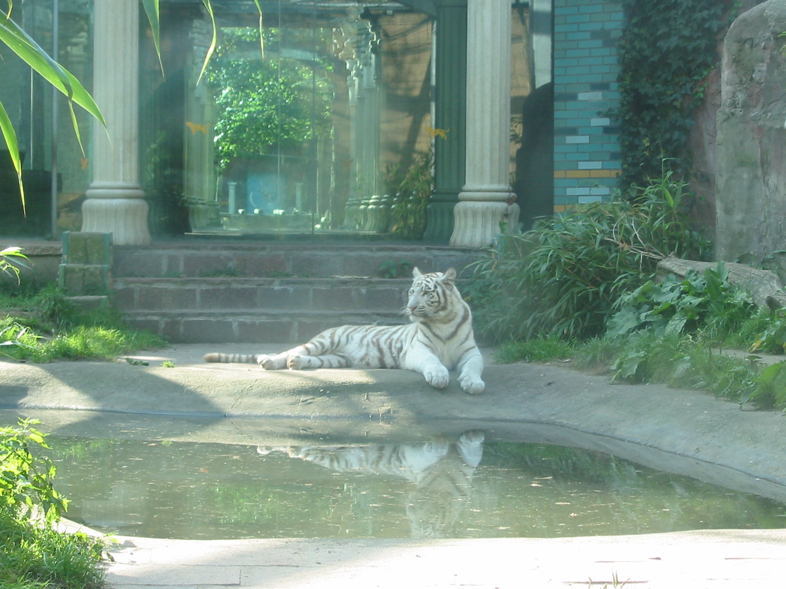 Dierenpark Amersfoort 2004 - White tiger