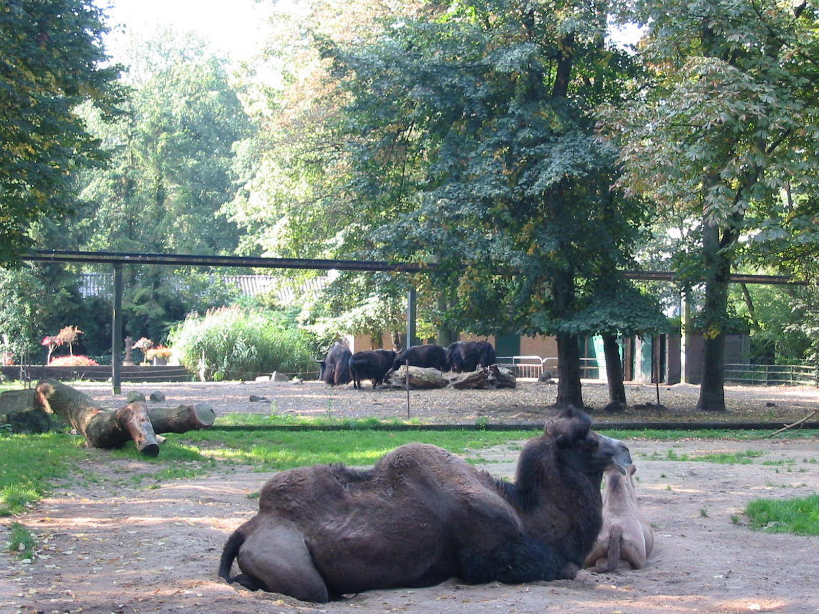 Dierenpark Rhenen 2004 - Bactrian Camel with calf and Yaks in the backgroun