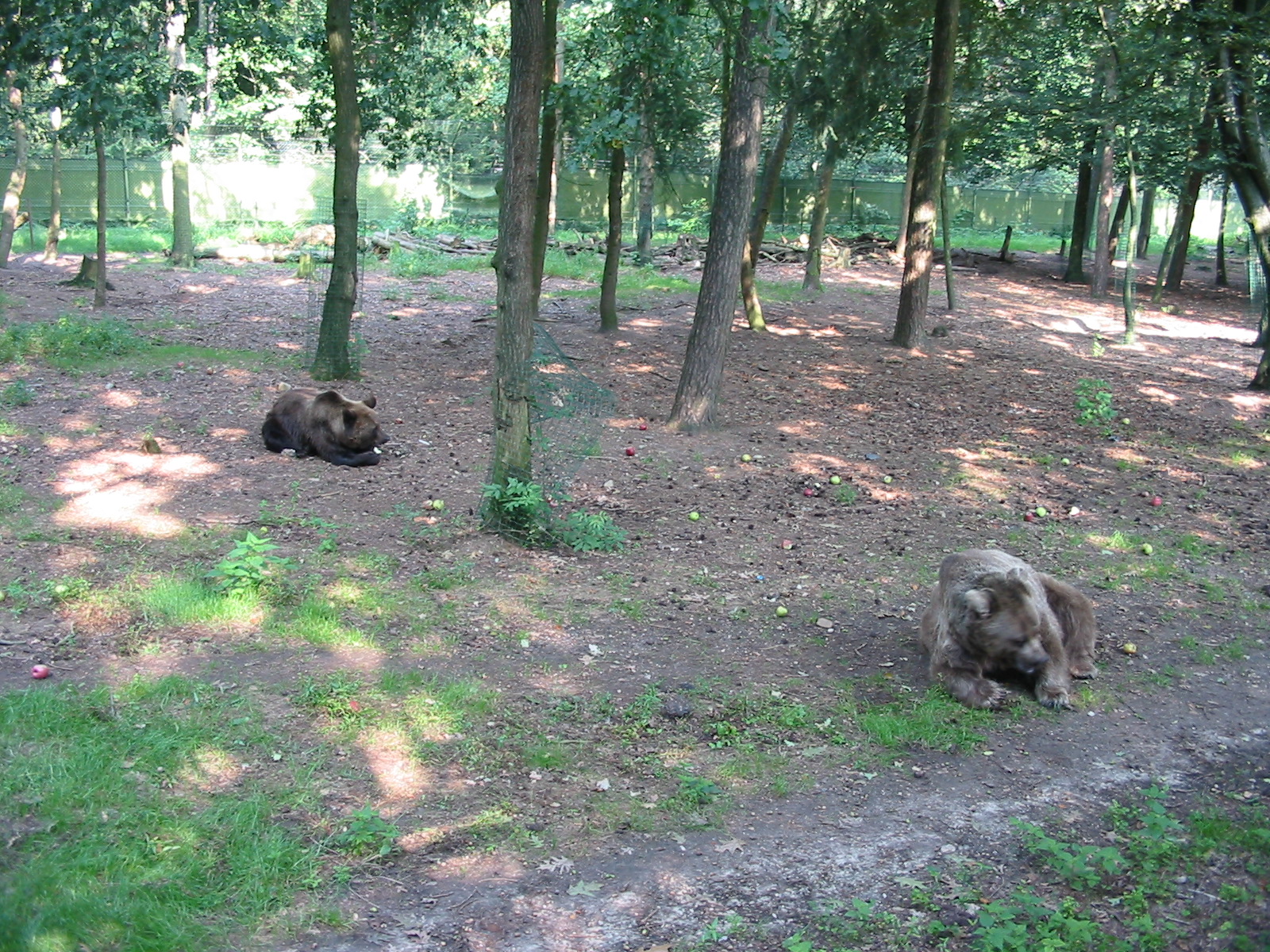 Dierenpark Rhenen 2004 - Brown Bear forest