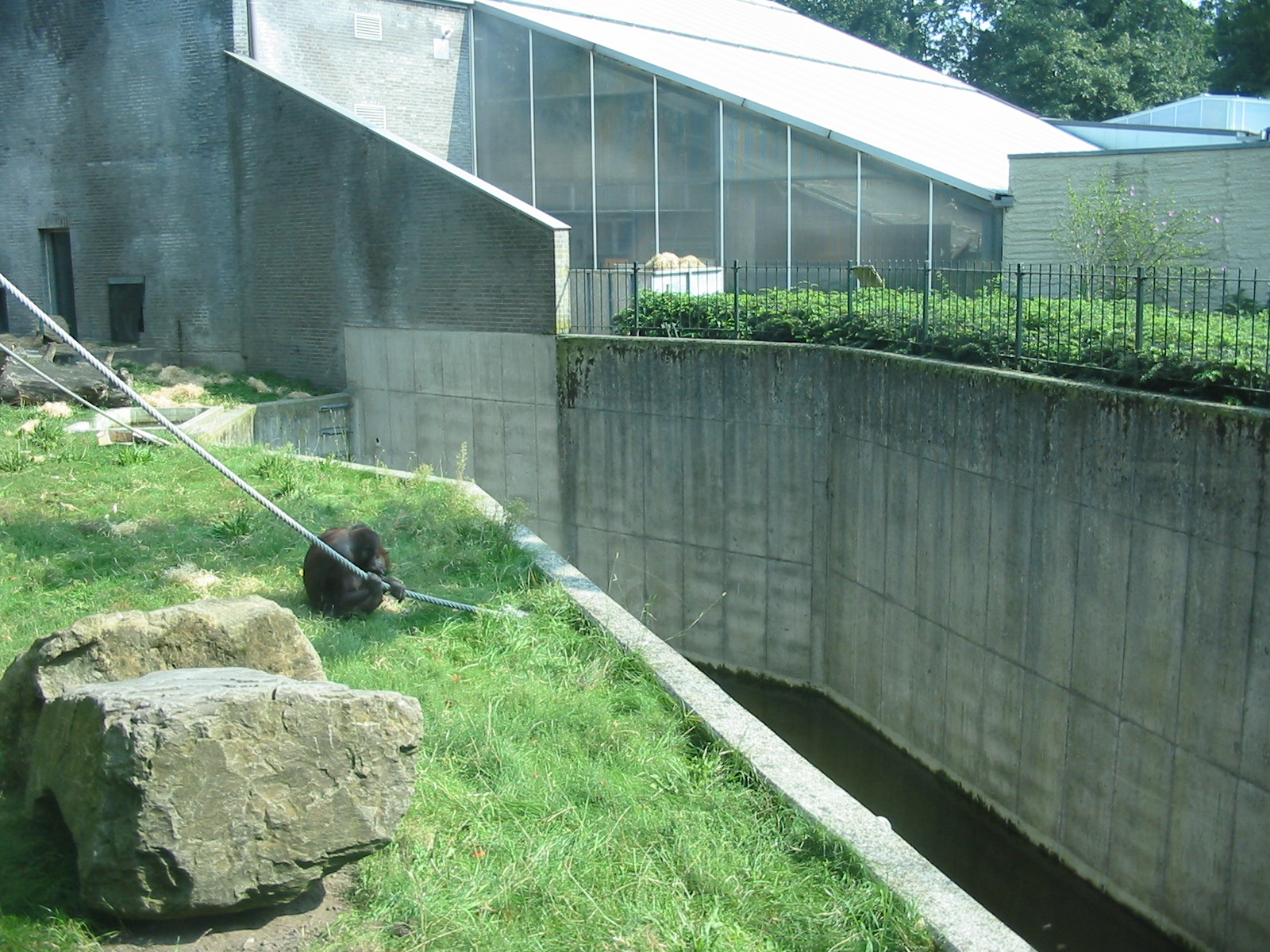 Dierenpark Rhenen 2004 - Orangutan looking across a very deep moat