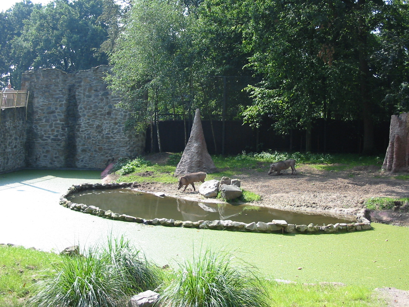 Dierenpark Rhenen 2004 - Wart Hog exhibit