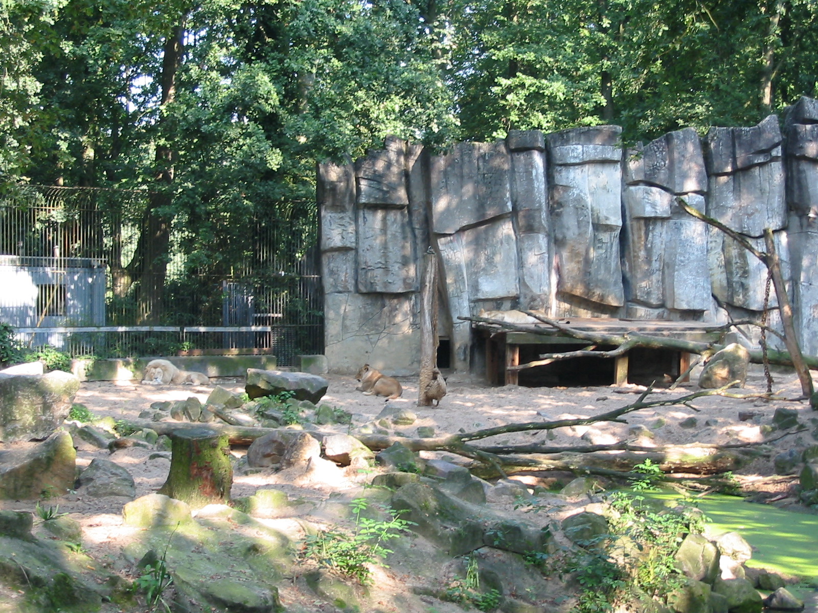 Dierenpark Rhenen 2004 - White lion exhibit