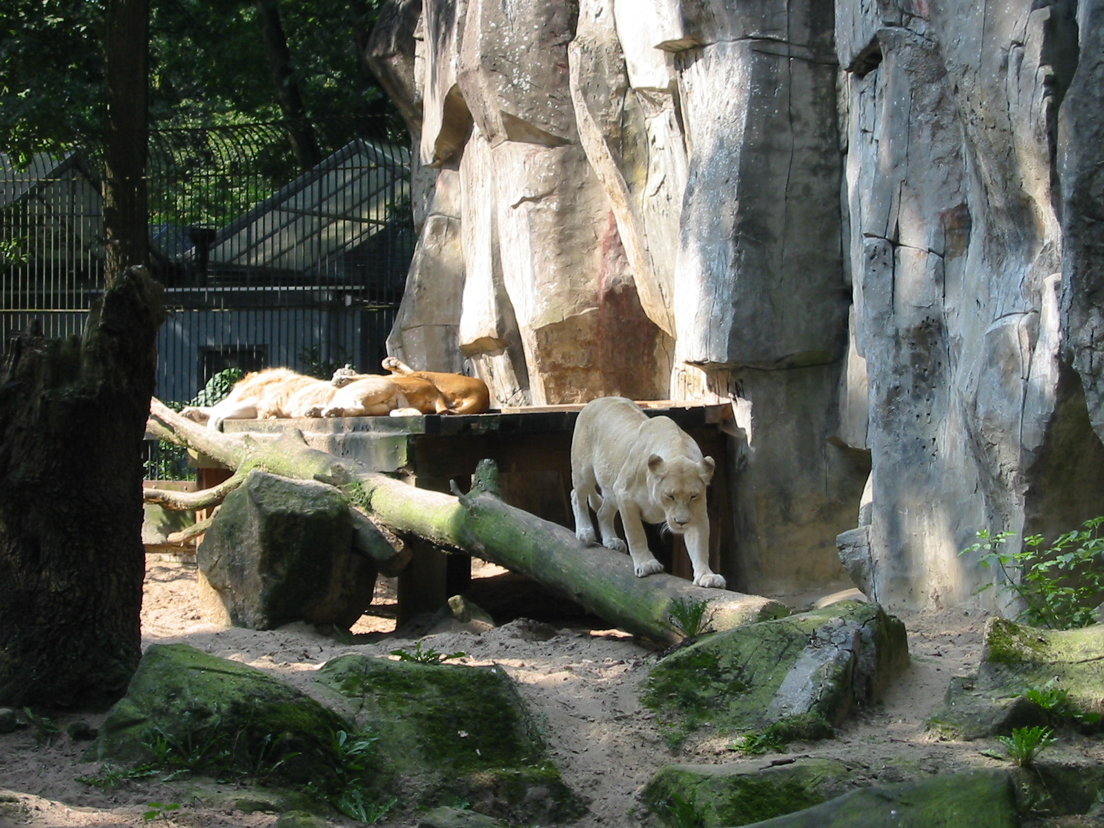 Dierenpark Rhenen 2004 - White lioness