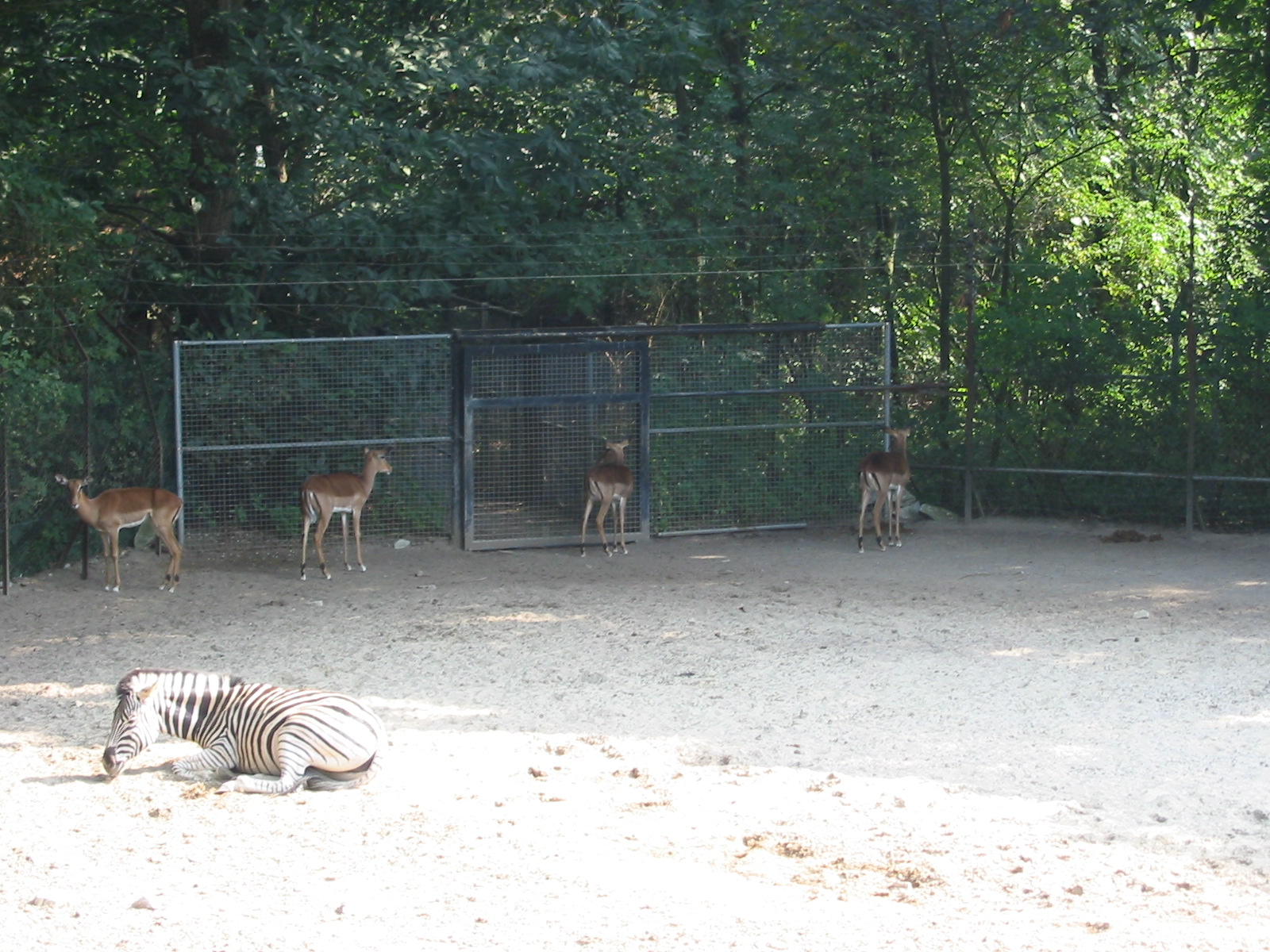 Dierenpark Rhenen 2004 - Zebra and Impalas