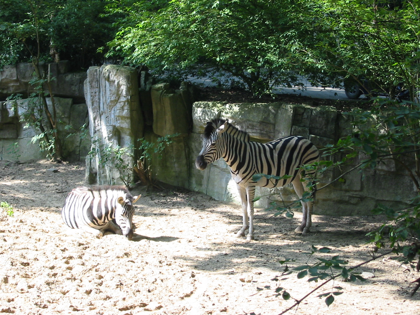 Dierenpark Rhenen 2004 - Zebras