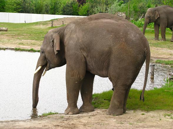 Dierenrijk - Asian Elephant Enclosure
