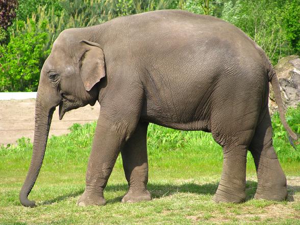 Dierenrijk - Asian Elephant Enclosure
