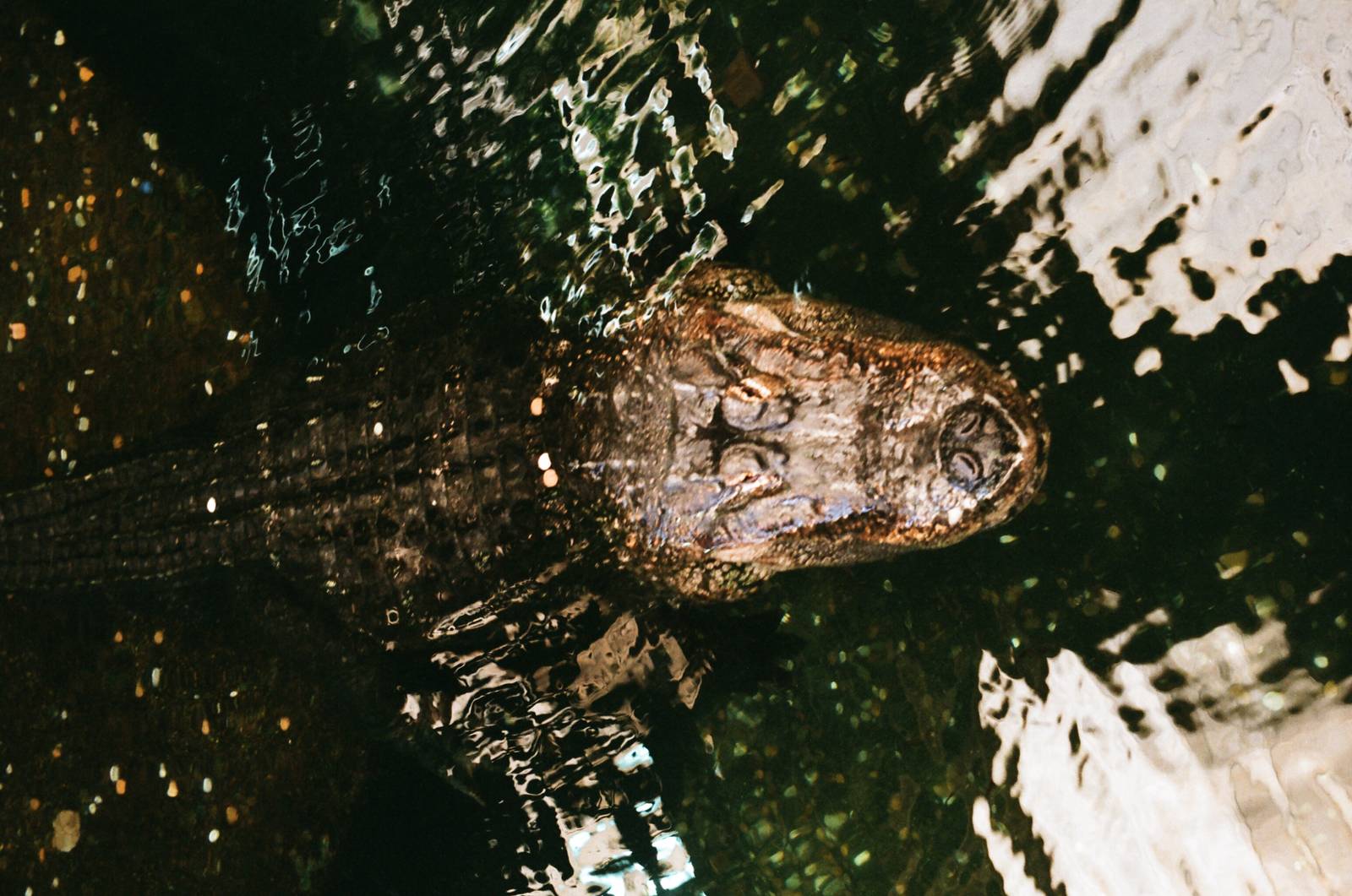 Diergaarde Blijdorp 1992 - American Alligator