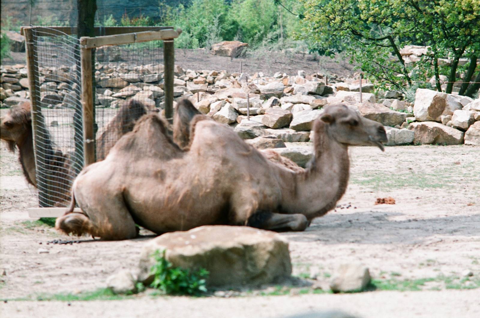 Diergaarde Blijdorp 1992 - Bactrian Camels