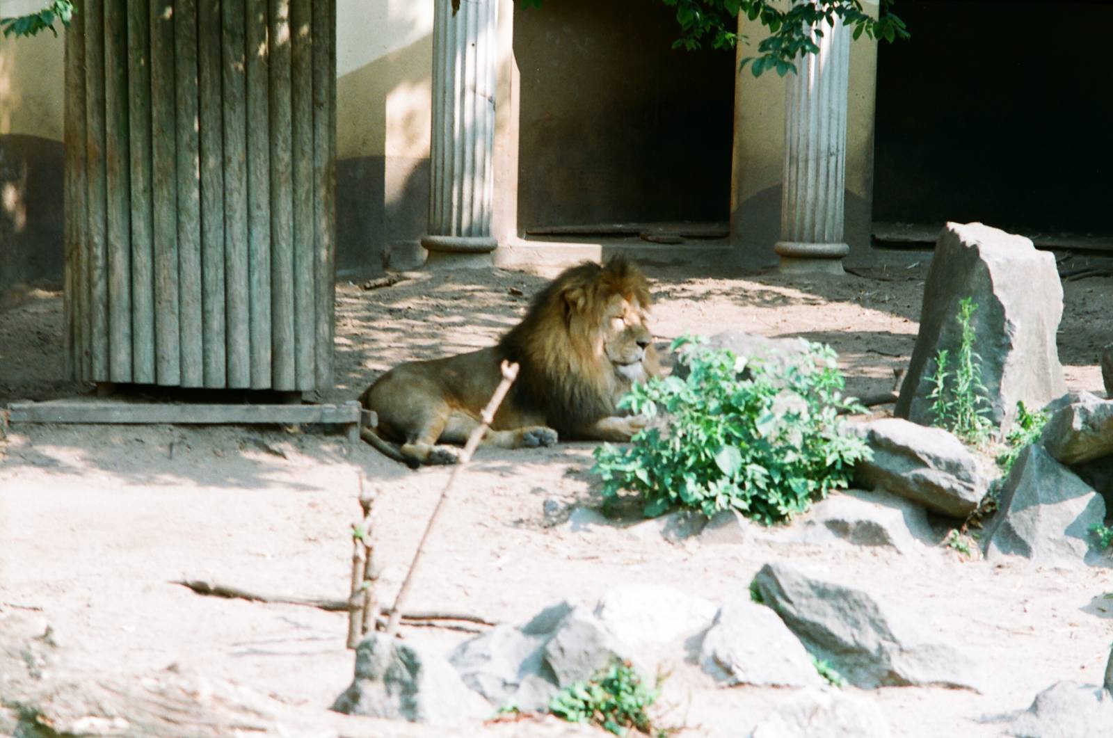 Diergaarde Blijdorp 1992 - Beautiful male lion
