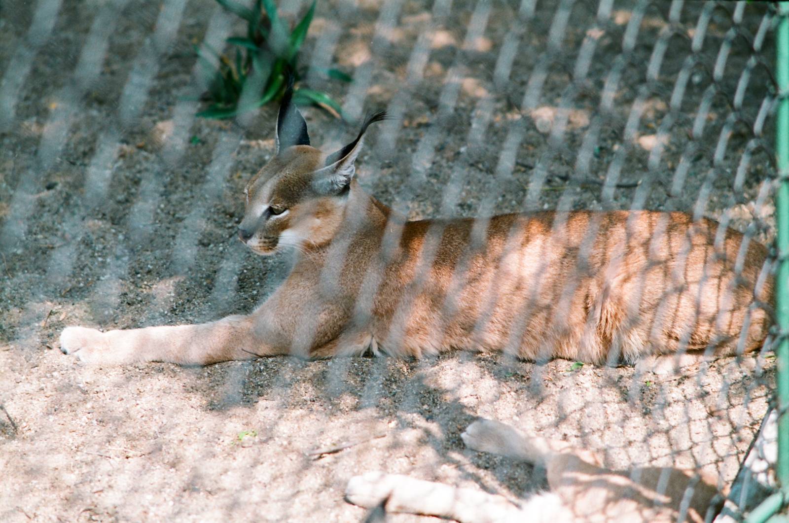 Diergaarde Blijdorp 1992 - Caracal