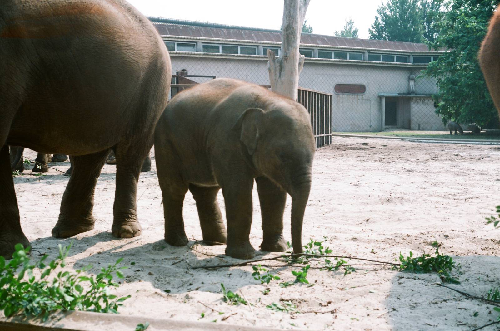 Diergaarde Blijdorp 1992 - Elephant calf