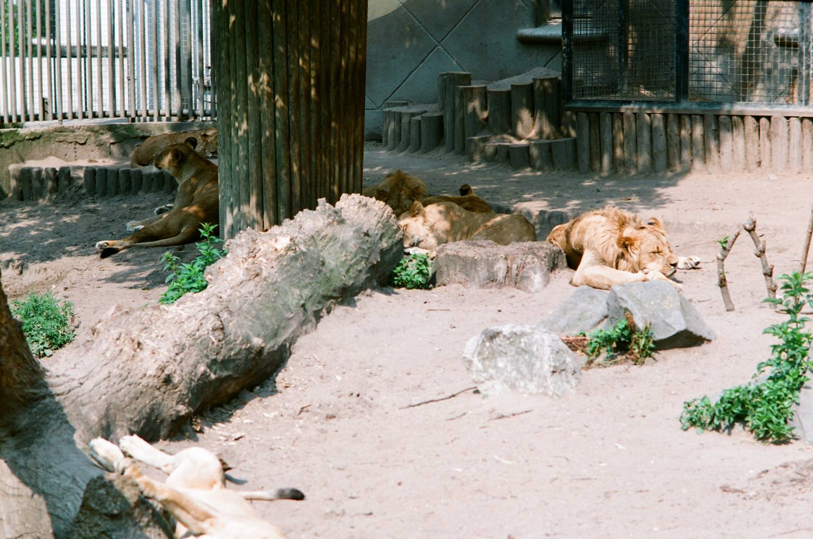 Diergaarde Blijdorp 1992 - Fine group of lions