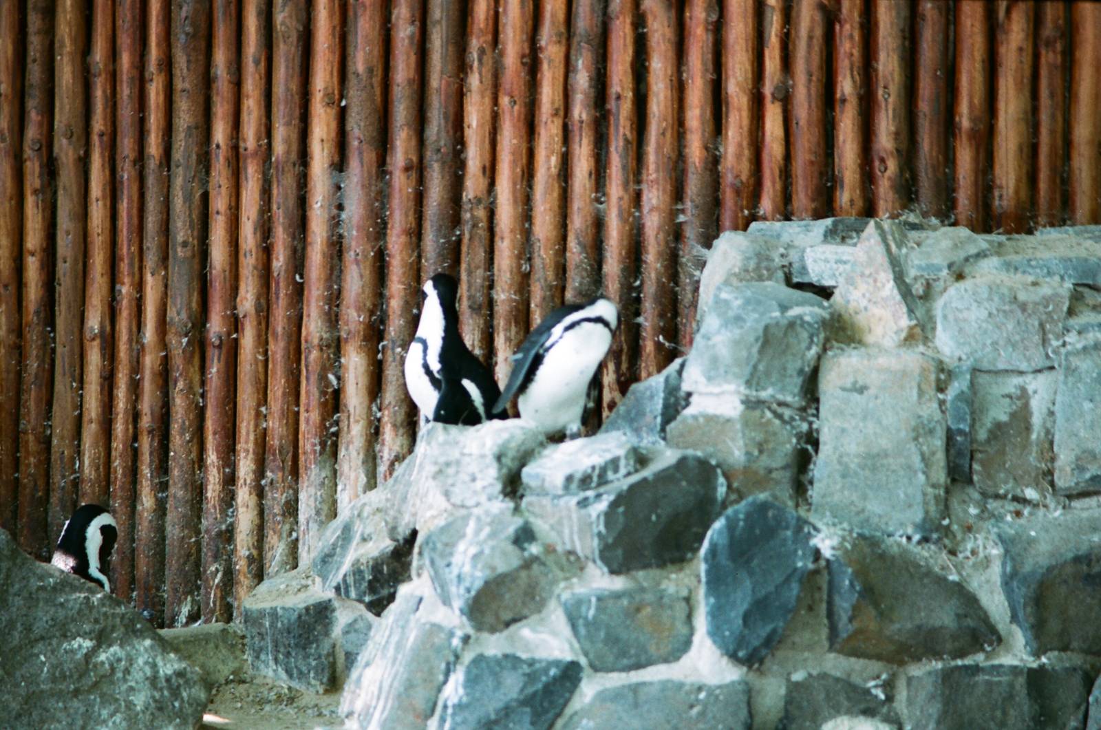 Diergaarde Blijdorp 1992 - Humboldt Penguins
