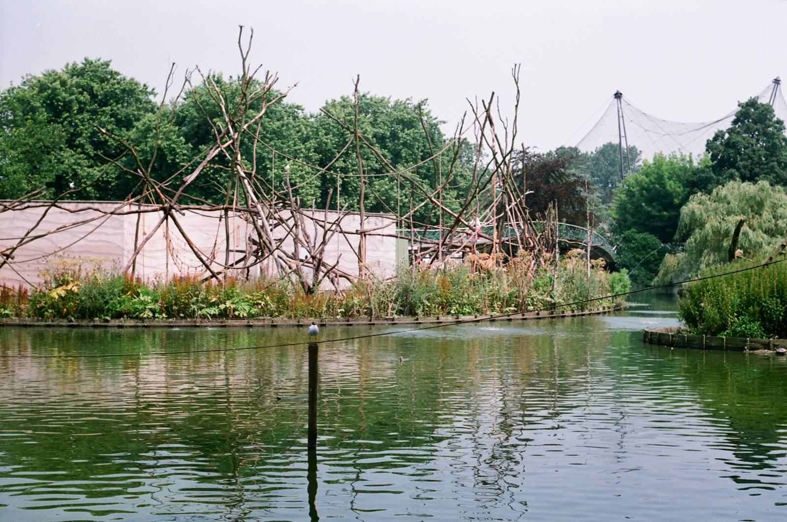 Diergaarde Blijdorp 1992 - I think there were Spider Monkeys on this island