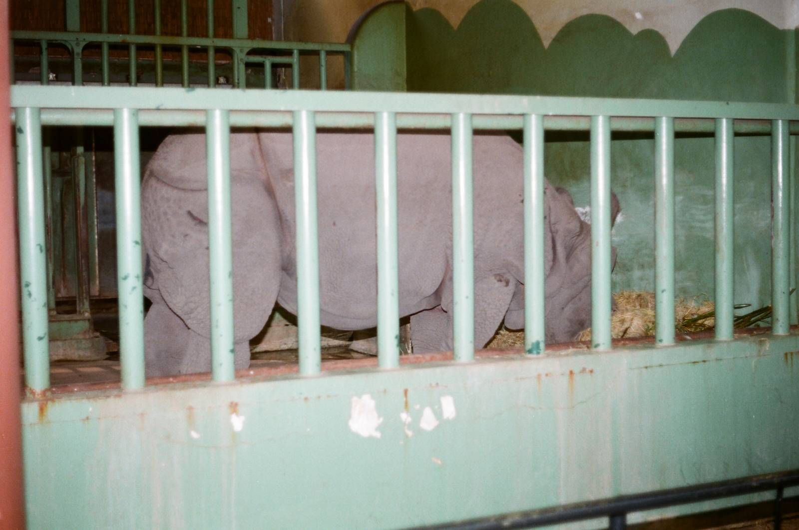 Diergaarde Blijdorp 1992 - Indian Rhinoceros in his indoor stable