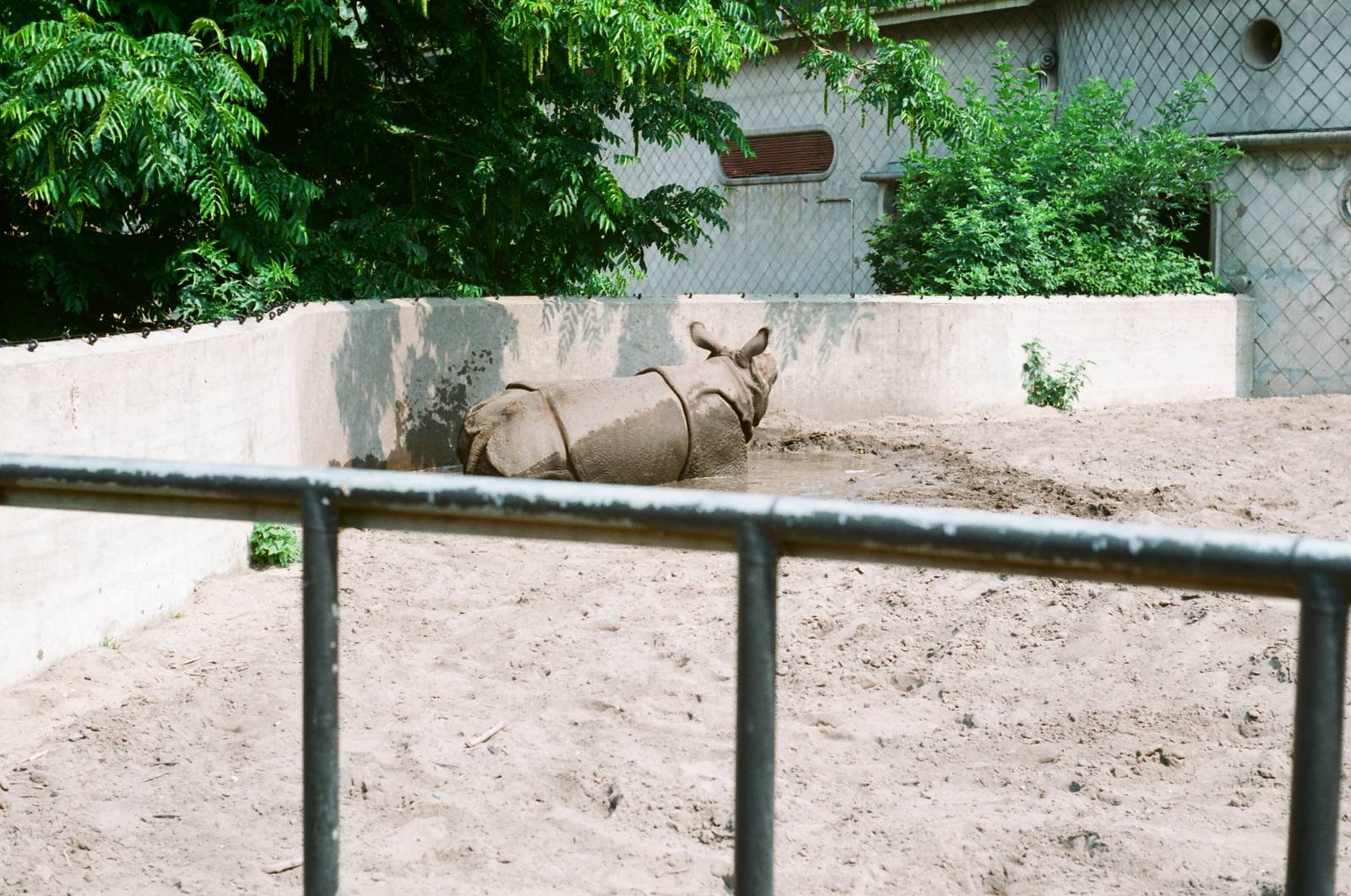 Diergaarde Blijdorp 1992 - Indian Rhinoceros in the old exhibit in the elep