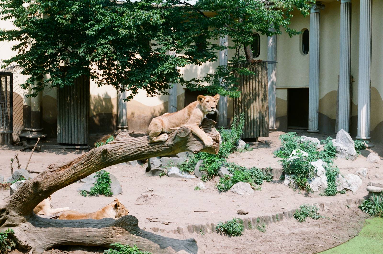 Diergaarde Blijdorp 1992 - Lion exhibit with the cub on the branch in the f