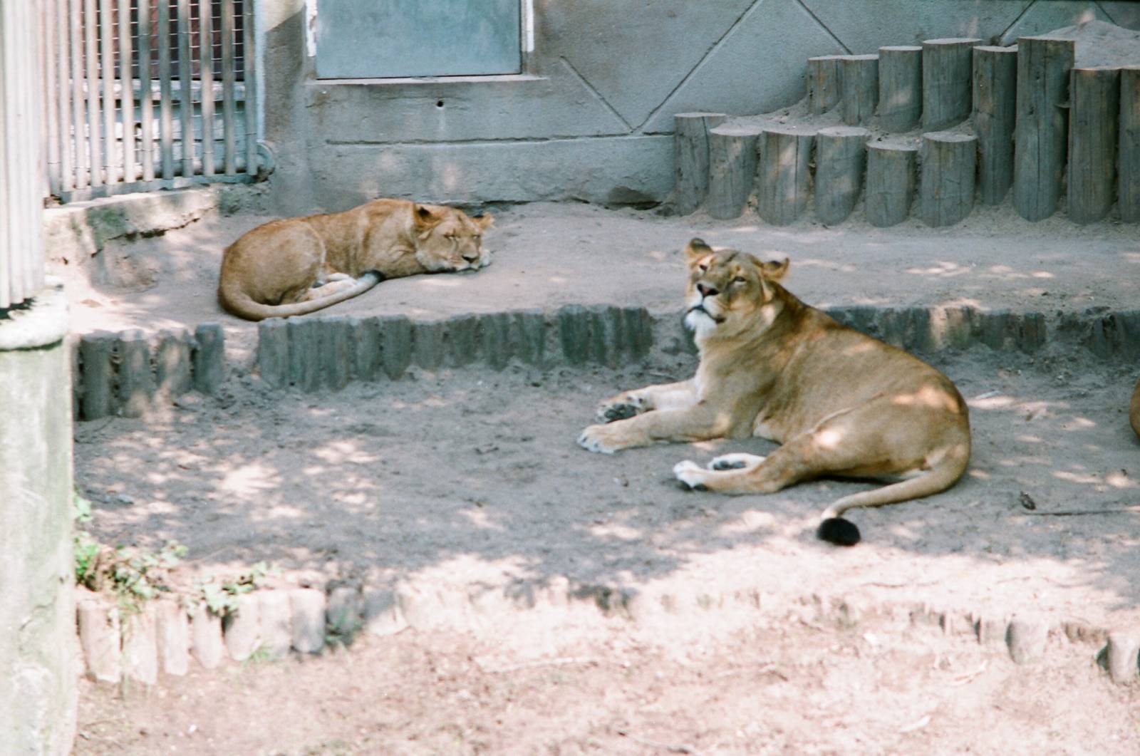 Diergaarde Blijdorp 1992 - Lionesses