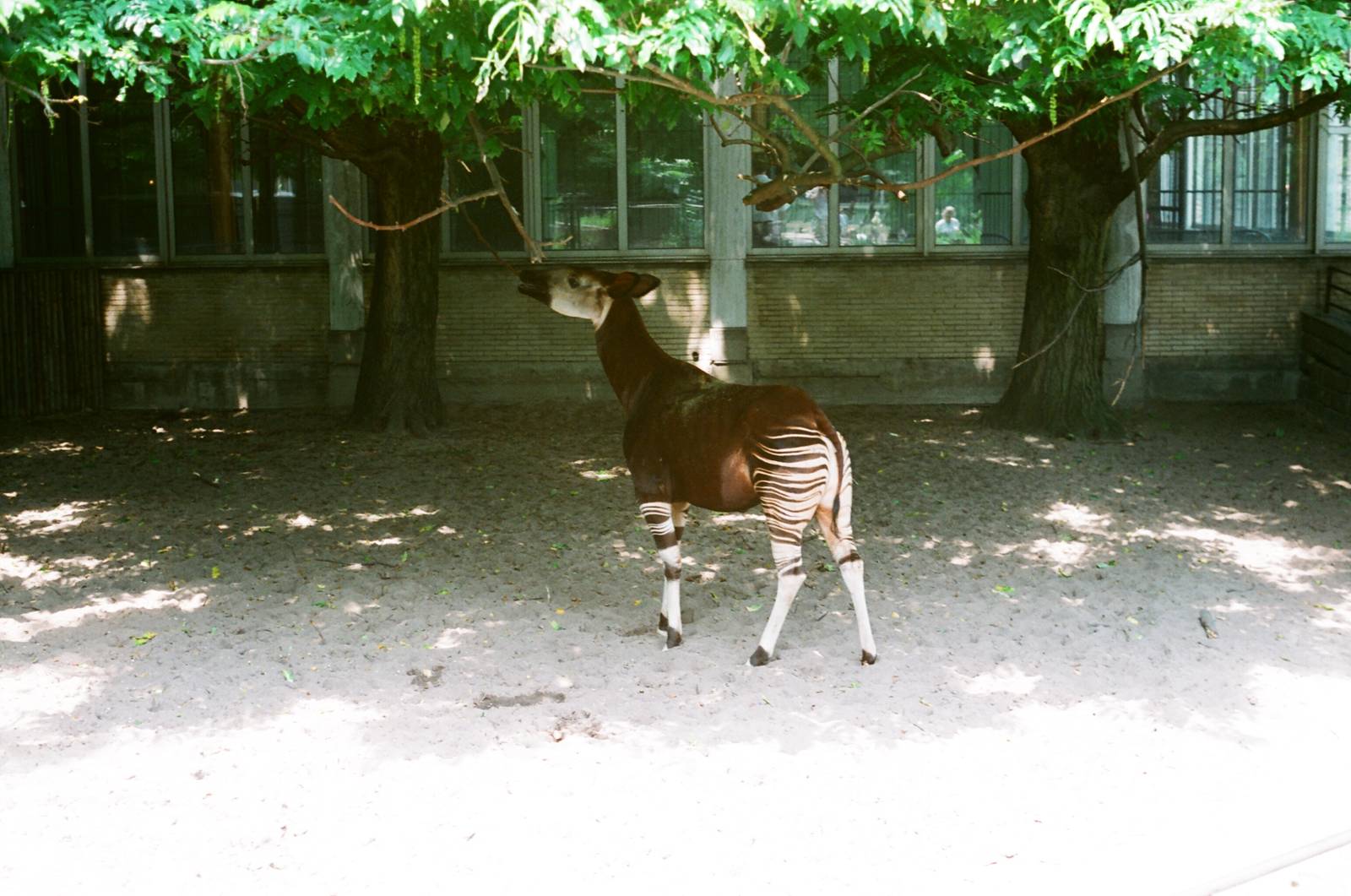 Diergaarde Blijdorp 1992 - Okapi exhibit