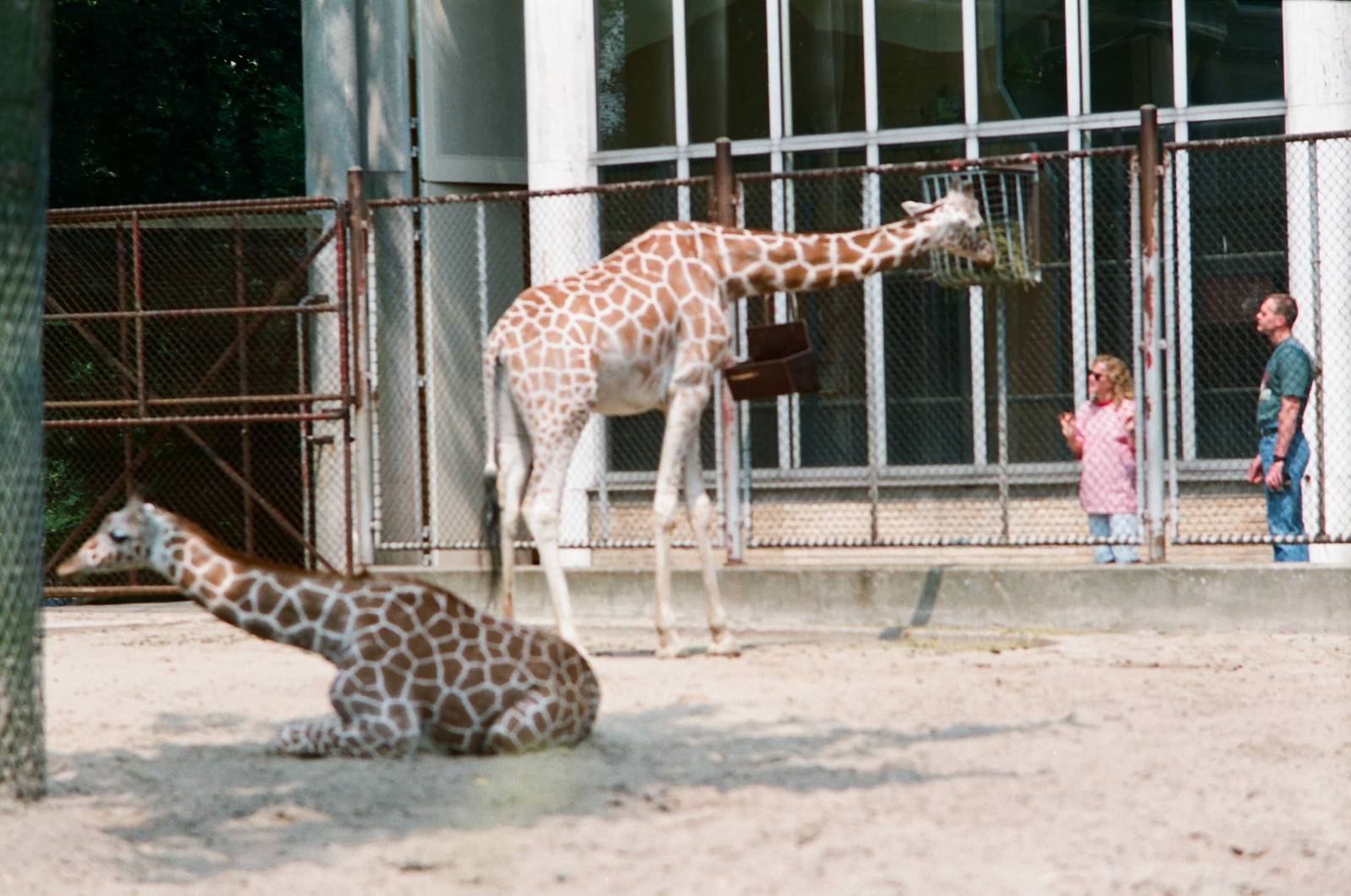 Diergaarde Blijdorp 1992 - Old giraffe enclosure