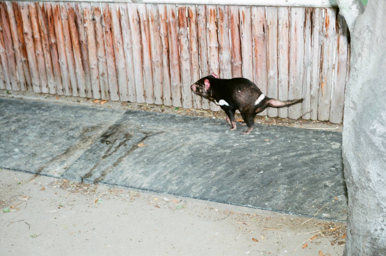 Diergaarde Blijdorp 1992 - One of the last Tasmanian Devils in Europe?