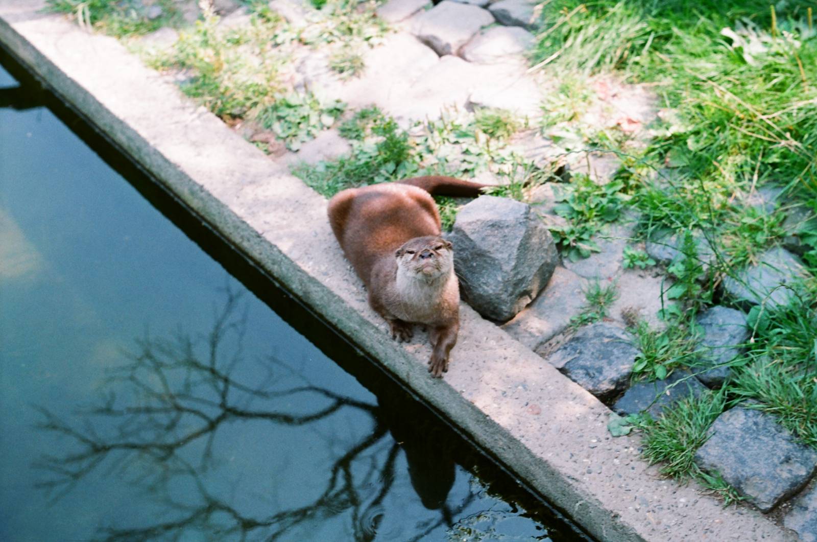 Diergaarde Blijdorp 1992 - Otter looks at me