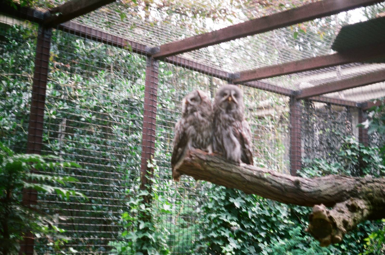 Diergaarde Blijdorp 1992 - Owl enclosure
